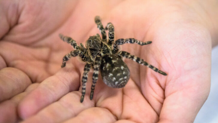 Zoo Praha v neděli, jako první na světě, otevřela expozici slíďáka tatarského, největšího druhu pavouka v Evropě. Konkrétně jde o mimořádně velkou samici.