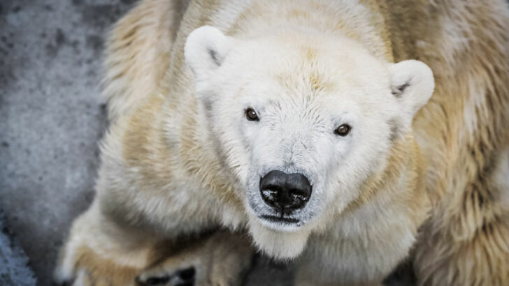 Zemřela lední medvědice Bora z pražské zoo. Veterináři museli provést eutanazii