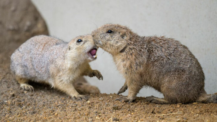 Psouni z pražské zoo bydlí v novém. Expozice se slavnostně otevře ve čtvrtek