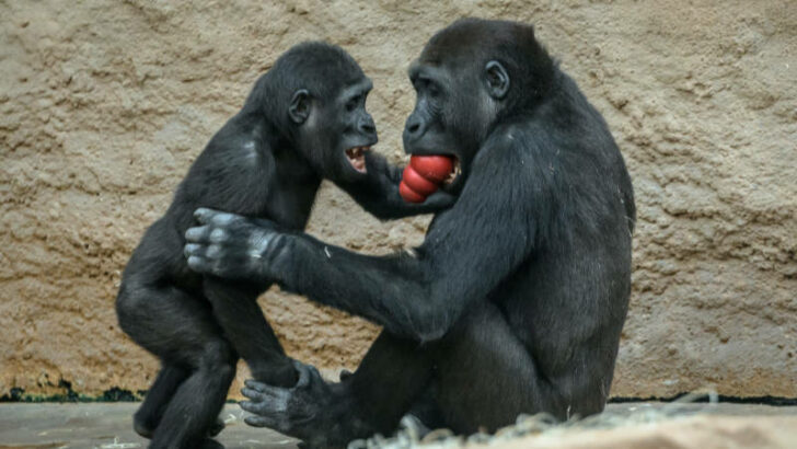 Zoo Praha oslaví Mezinárodní den goril speciálním programem