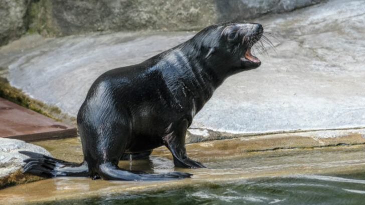 Nově narozené mládě lachtana z pražské zoo dostalo jméno