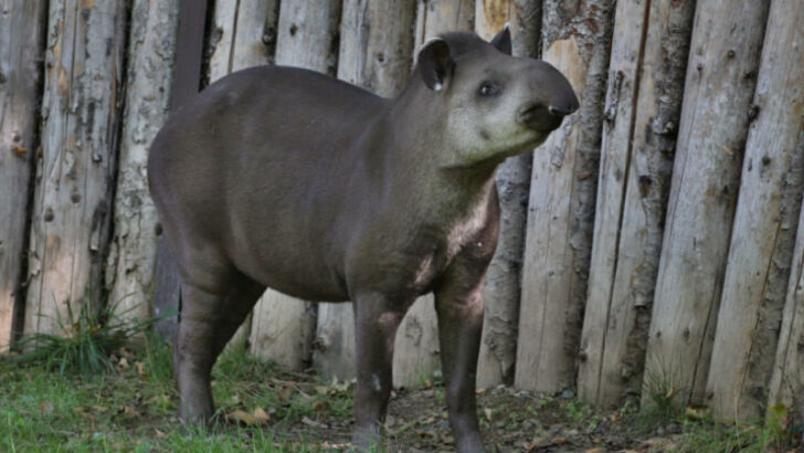 Tapířice z Francouzské Guyany se stala novou obyvatelkou Zoo Praha