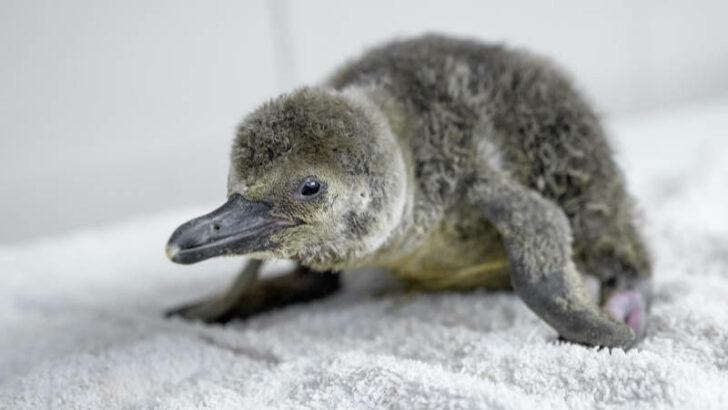 V pražské zoo se vylíhlo mládě tučňáka přímo před očima rodičů