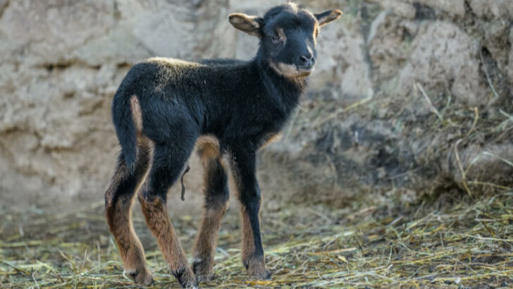 V Zoo Praha se narodila první mláďata tohoto roku