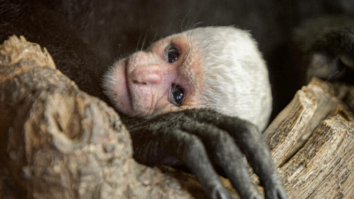 V Zoo Praha se narodila guaréza pláštíková