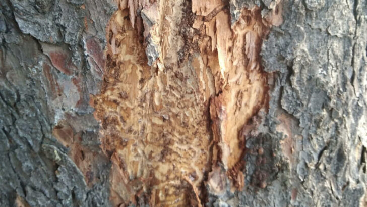 Stromy v Riegrových sadech napadl kůrovec.