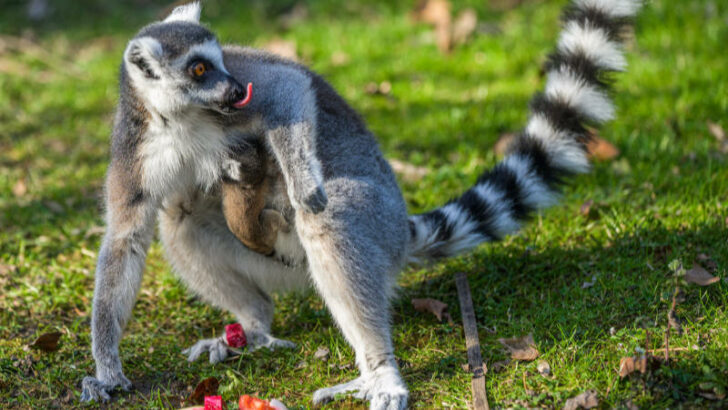 V Praze se narodilo další mládě ohroženého lemura kata