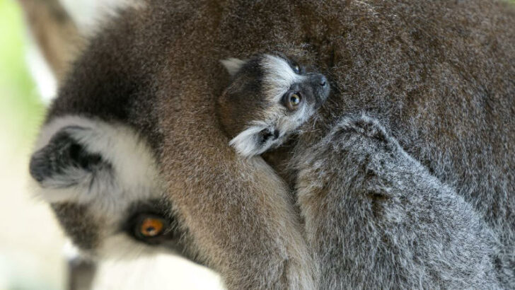 Radost v Zoo Praha. Narodila se dvě mláďata lemura kata
