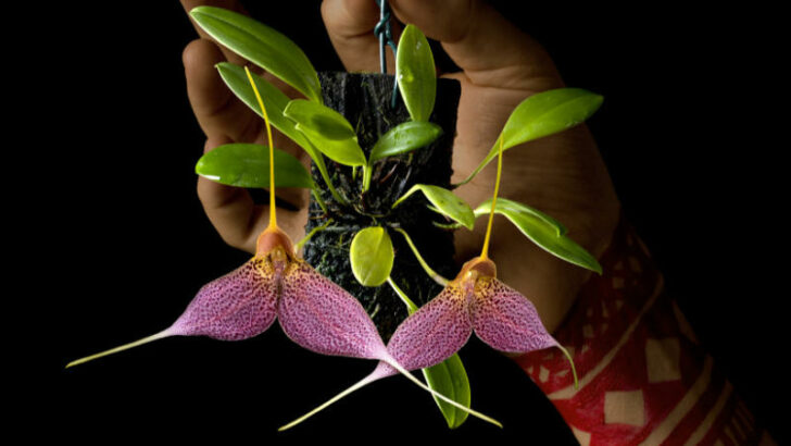 Výstava orchidejí v Botanické zahradě představuje rostliny z Jižní Ameriky