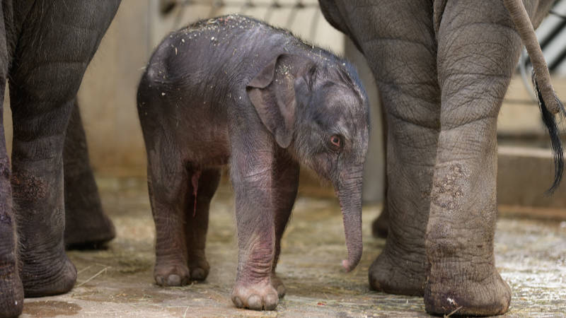 Nově narozené mládě slona indického.
