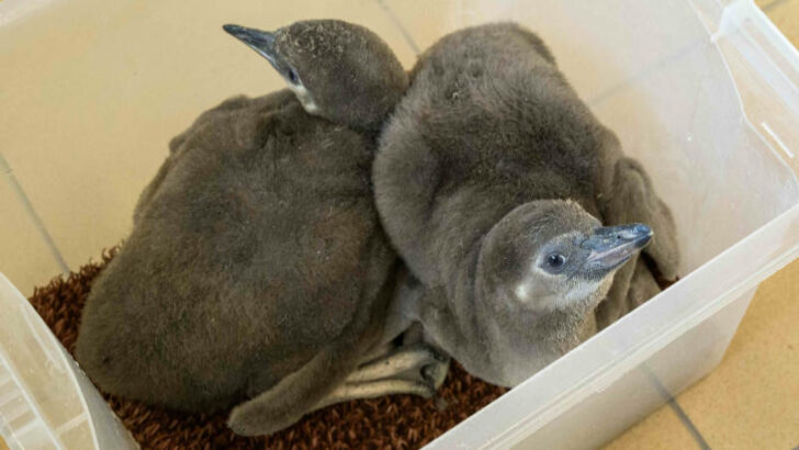 Tučňáci Humboldtovi ze Zoo Praha rostou jako z vody