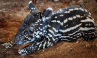 Zdánlivě nápadné zbarvení slouží mláďatům tapíra čabrakového v podrostu jako maskování. Tento sameček se v Zoo Praha narodil v neděli 19. dubna.