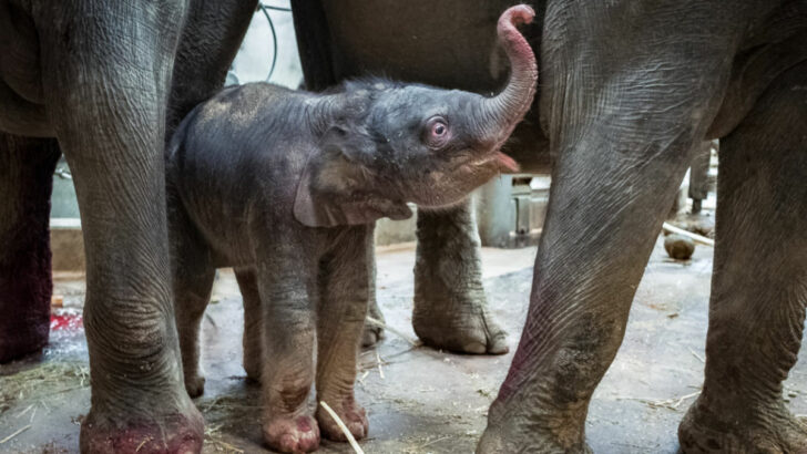 V pražské zoo se narodilo druhé letošní slůně. Ošetřovatelé už znají pohlaví