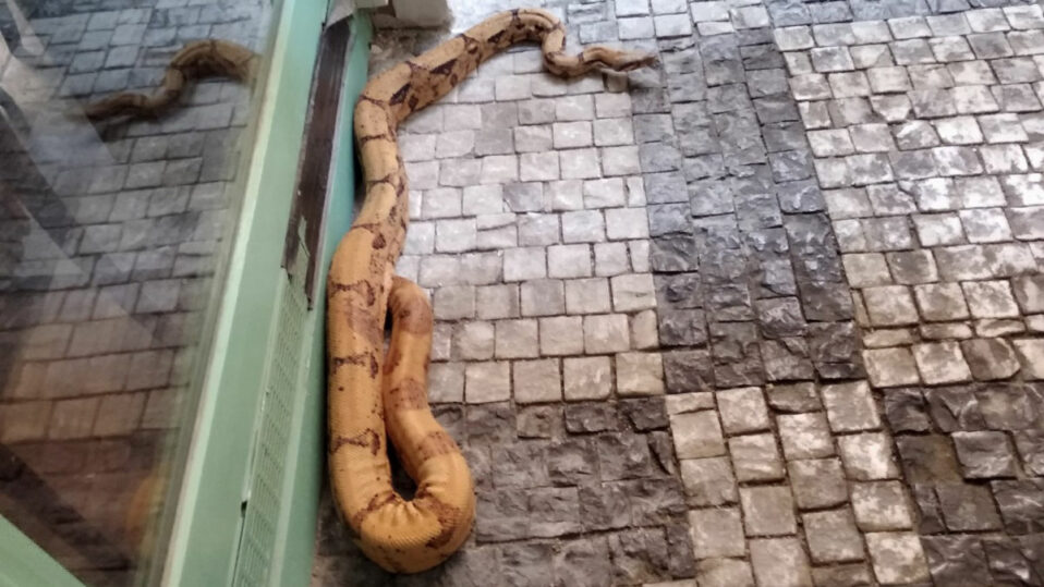 Dvoumetrový hroznýš v centru Prahy vyděsil kolemjdoucí