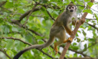 Kotul veverovitý je čilá opička, která v poměrně početných skupinách tráví většinu dne hledáním potravy vysoko v korunách stromů. V Zoo Praha má chovná skupina k dispozici krásnou vzrostlou moruši.