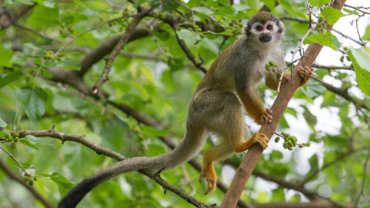 Kotul veverovitý je čilá opička, která v poměrně početných skupinách tráví většinu dne hledáním potravy vysoko v korunách stromů. V Zoo Praha má chovná skupina k dispozici krásnou vzrostlou moruši.