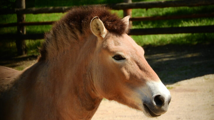 Limit počtu návštěvníků zoologických zahrad se od čtvrtka zvýší