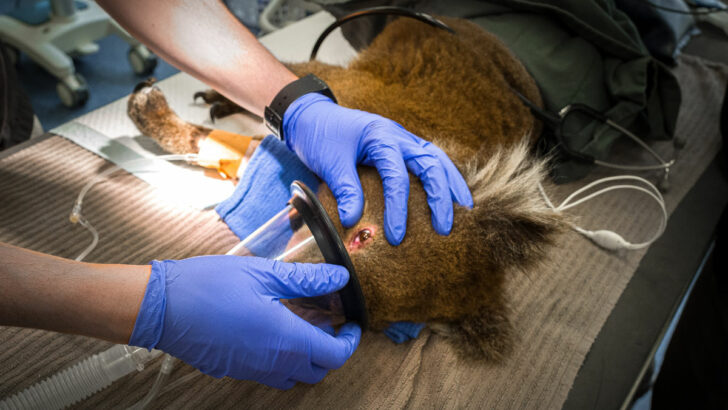 Pražská zoo vybrala miliony korun na pomoc australským zvířatům