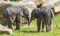 Samičky slona indického, které se v Zoo Praha narodily krátce po sobě na konci března a na začátku května, si pravidelně užívají venkovního výběhu.