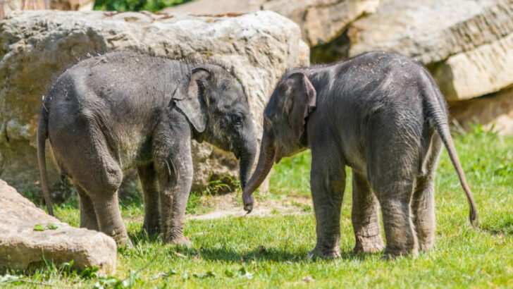 Samičky slona indického, které se v Zoo Praha narodily krátce po sobě na konci března a na začátku května, si pravidelně užívají venkovního výběhu.