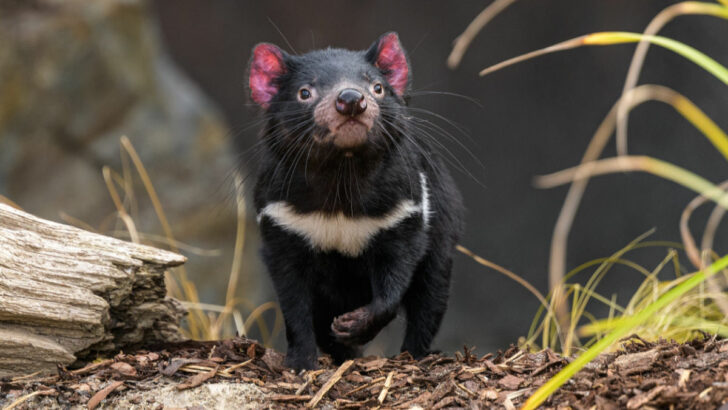 Pražská zoo otevřela Darwinův kráter. Bydlet tu budou i tasmánští čerti
