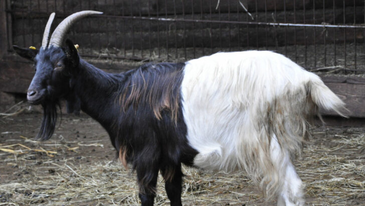 Zvláštně zbarvené alpské kozy se nastěhovaly do zookoutku v Kamýku