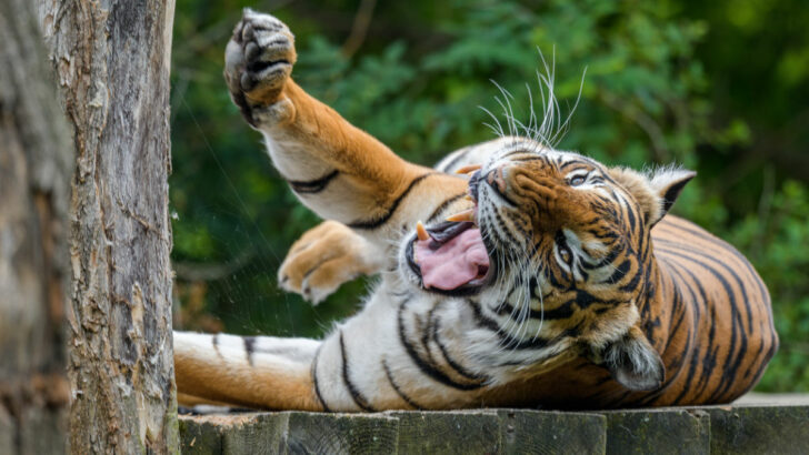 Pražská zoo oslaví Mezinárodní den tygrů. Připraven je bohatý program