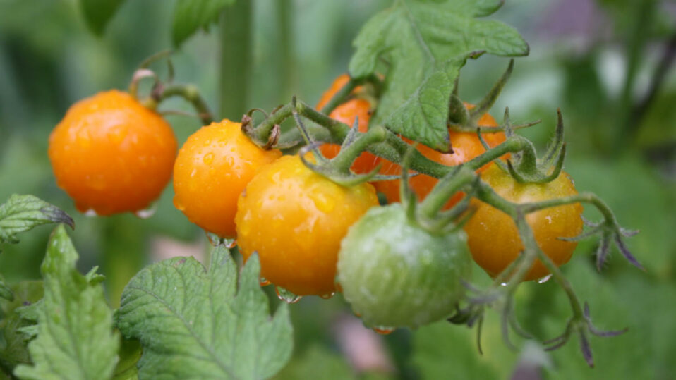 Botanická zahrada zve na prohlídku plodin Nového světa