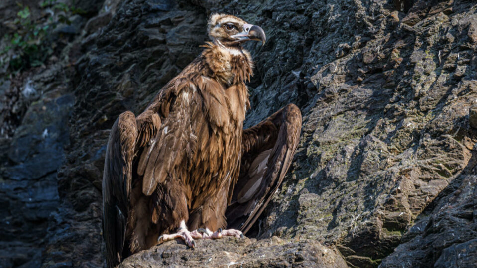 Zoo Praha oslaví Mezinárodní den supů bohatým programem