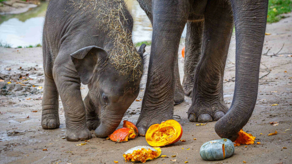 Zvířata z pražské zoo si pochutnala na dýních