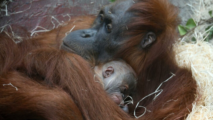V pražské zoo slaví narození vzácného orangutana sumaterského