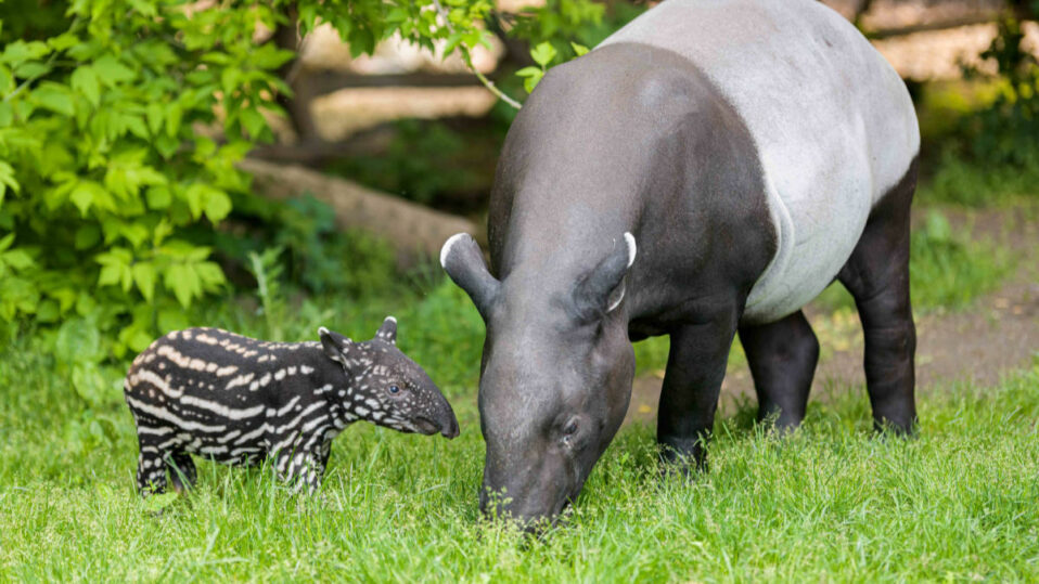 Pražská zoo bilancuje. I v těžkém roce přišlo na svět několik vzácných mláďat
