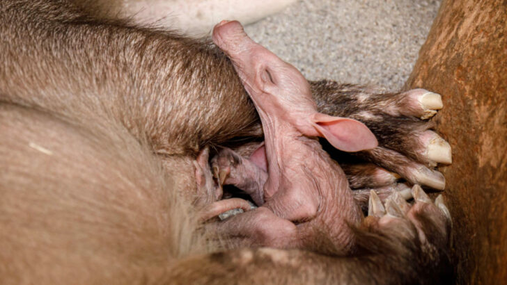 Další hrabáč kapský se narodil v pražské zoo. Matkou je opět Kvída