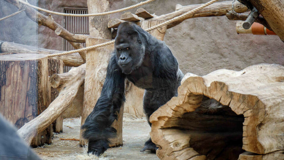 Koronavirem se nakazila i některá zvířata v pražské zoo