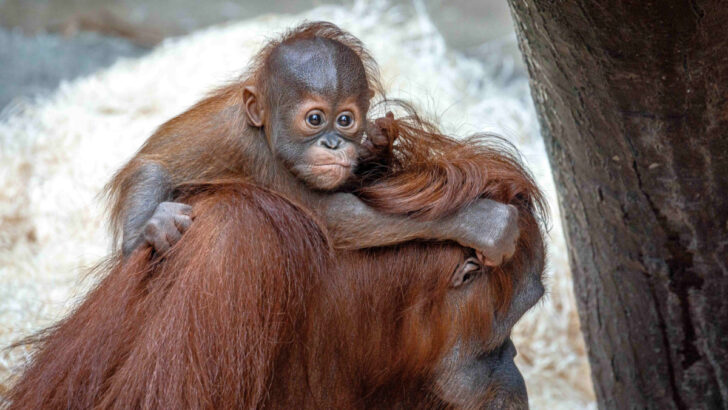 Orangutaní mládě z pražské zoo již prozkoumává svůj výběh
