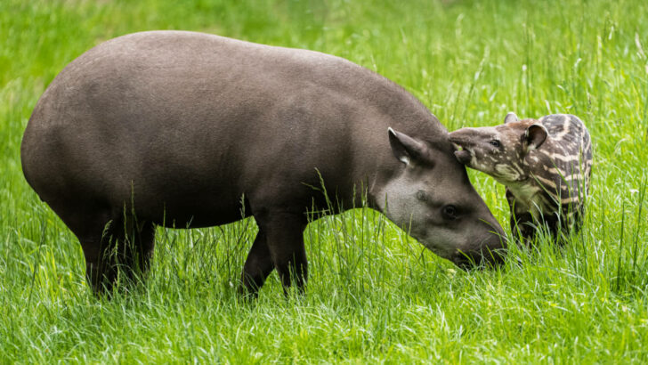 Křtiny v pražské zoo. Tapíří samička dostala jméno Jasmína