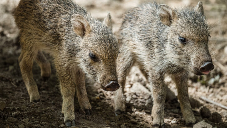 Senzační úspěch pražské zoo. Odchovala mláďata pekariů Wagnerových