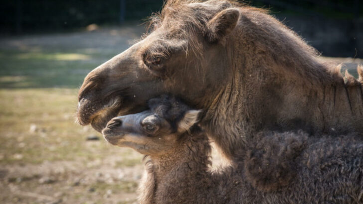Velbloudí mládě se narodilo v pražské zoo. Poprvé po devíti letech