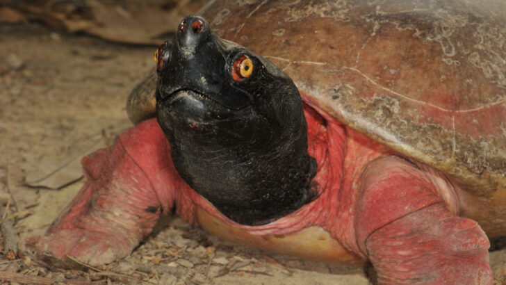 Batagur bengálský