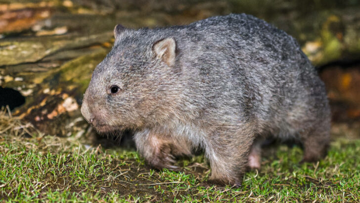 Zoo poprvé ukáže vzácného živočicha. Je jediný v Česku a řediteli připomněl Marka Ebena