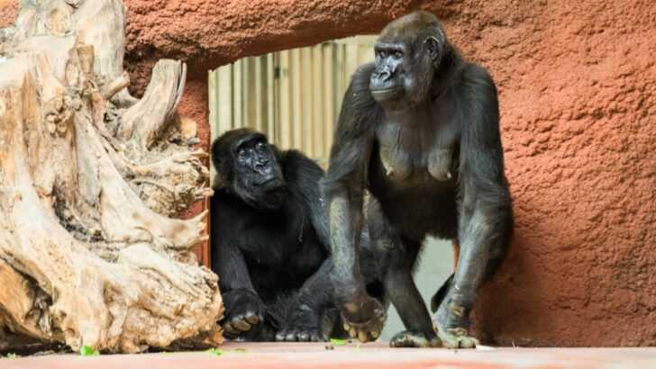 Stěhování pražských goril začalo. Nový pavilon představí zoo na podzim