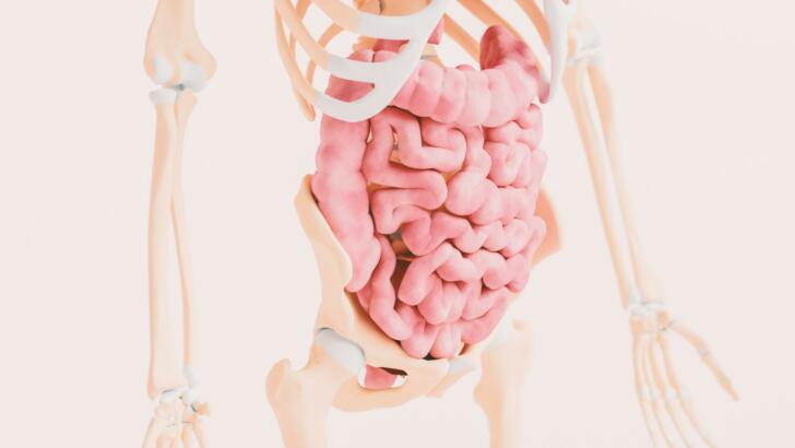 Anatomie lidského trávicího traktu se střeva